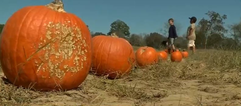 Parts of Alabama are experiencing extreme drought conditions right now. The Forestry Commission has put the entire state under a fire danger advisory. And the lack of rain is impacting many crops that could affect our fall and winter holidays.