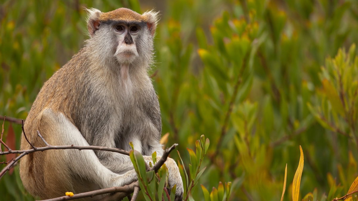 New species unveiled at the Living Desert