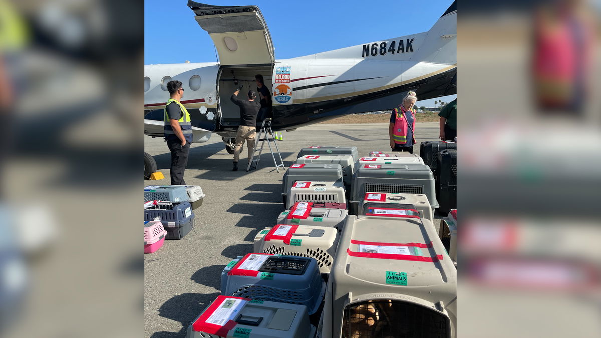 39 Riverside County pets take flight to Seattle to find homes