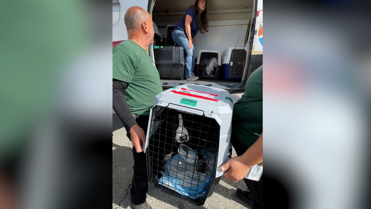 RivCo Dept of Animal Services flies 39 pets to Seattle