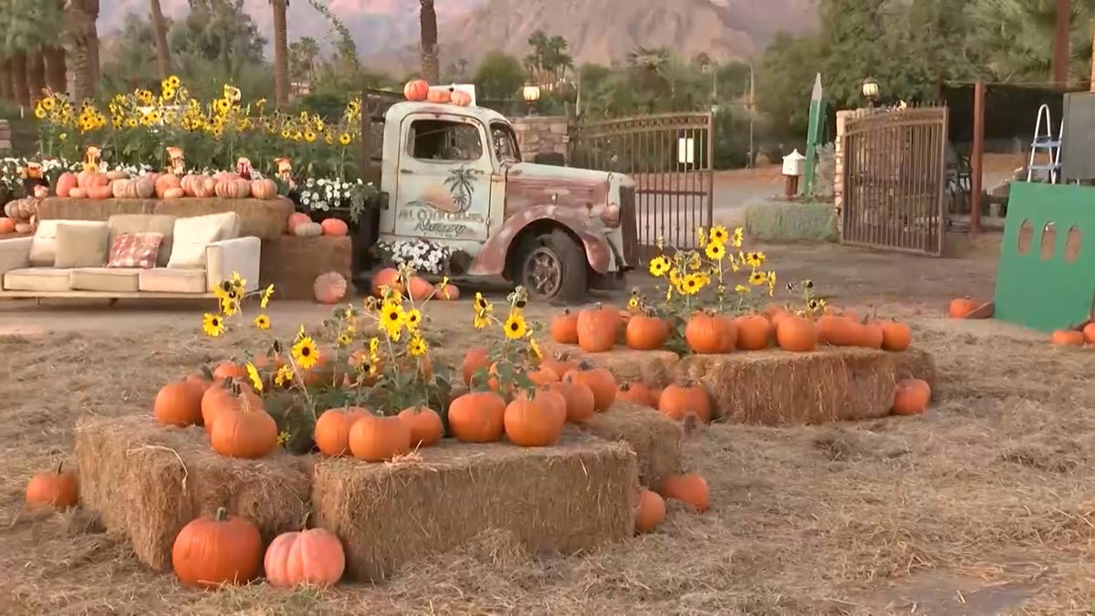 All Color Growers pumpkin patch opens tonight in Bermuda Dunes