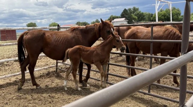 A man in western Colorado was charged with more than 80 counts of cruelty to animals last week after reports of dead horses led to an investigation.
