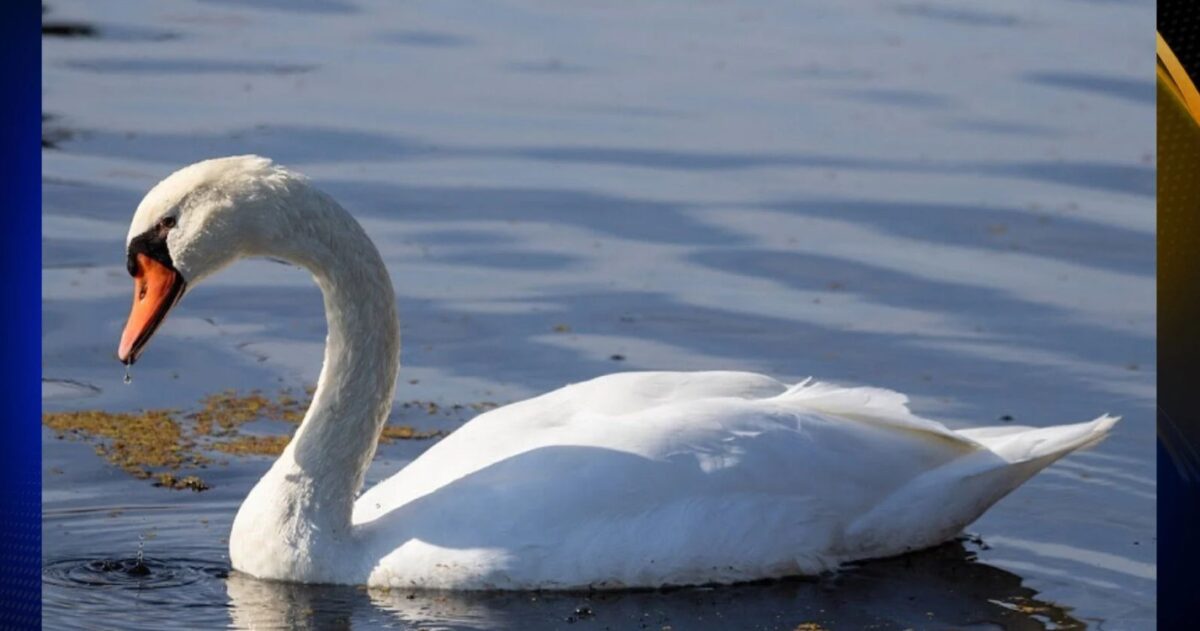 The California Department of Fish & Wildlife says the new law aims to address concerns about the spread of these non-native birds across California.