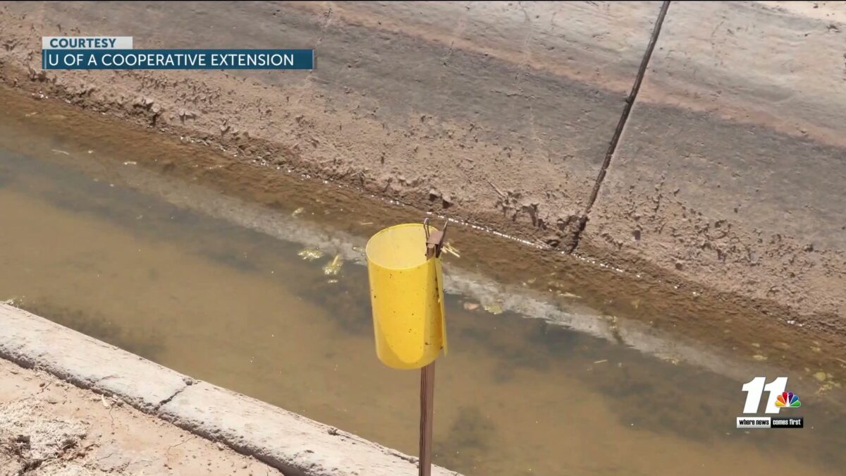 Highlighting the Yuma Agricultural Center’s insect trapping network