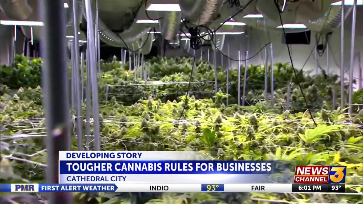 Cathedral City considers tougher cannabis rules after odor complaints