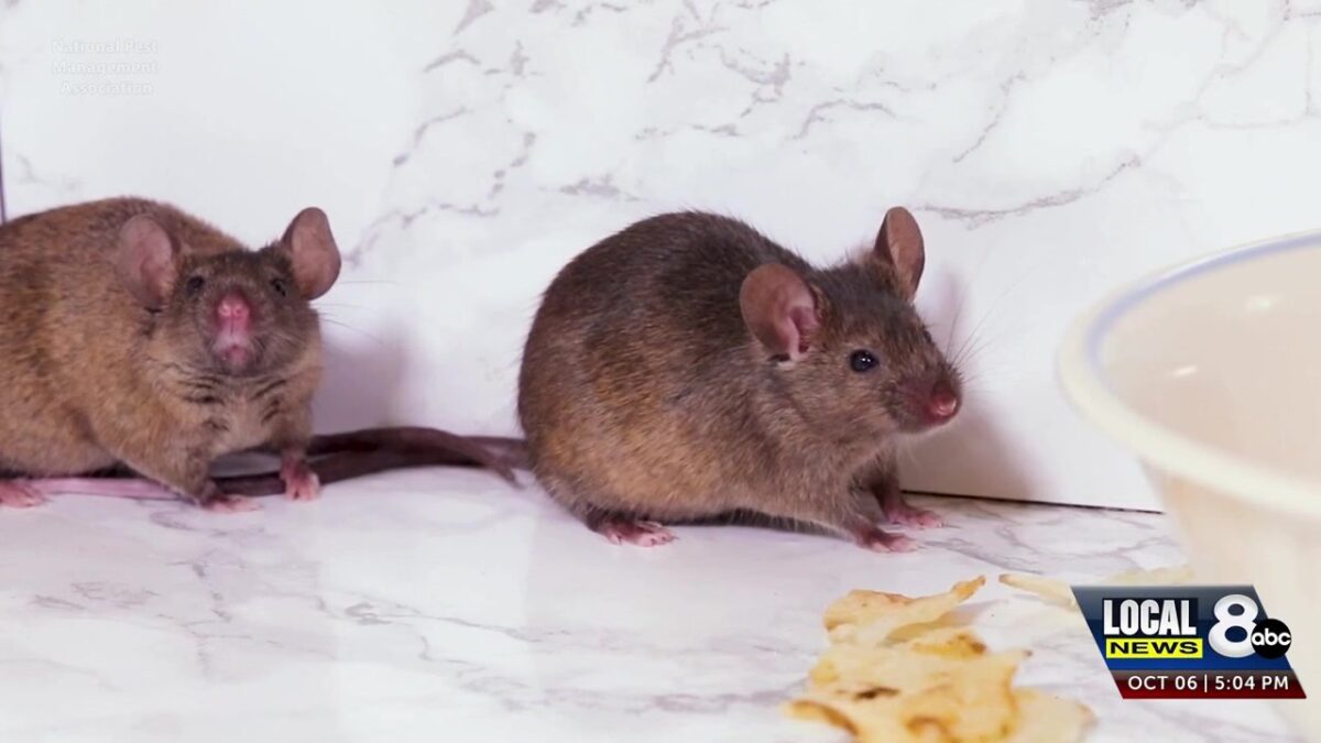 Pests invade as Autumn rolls in