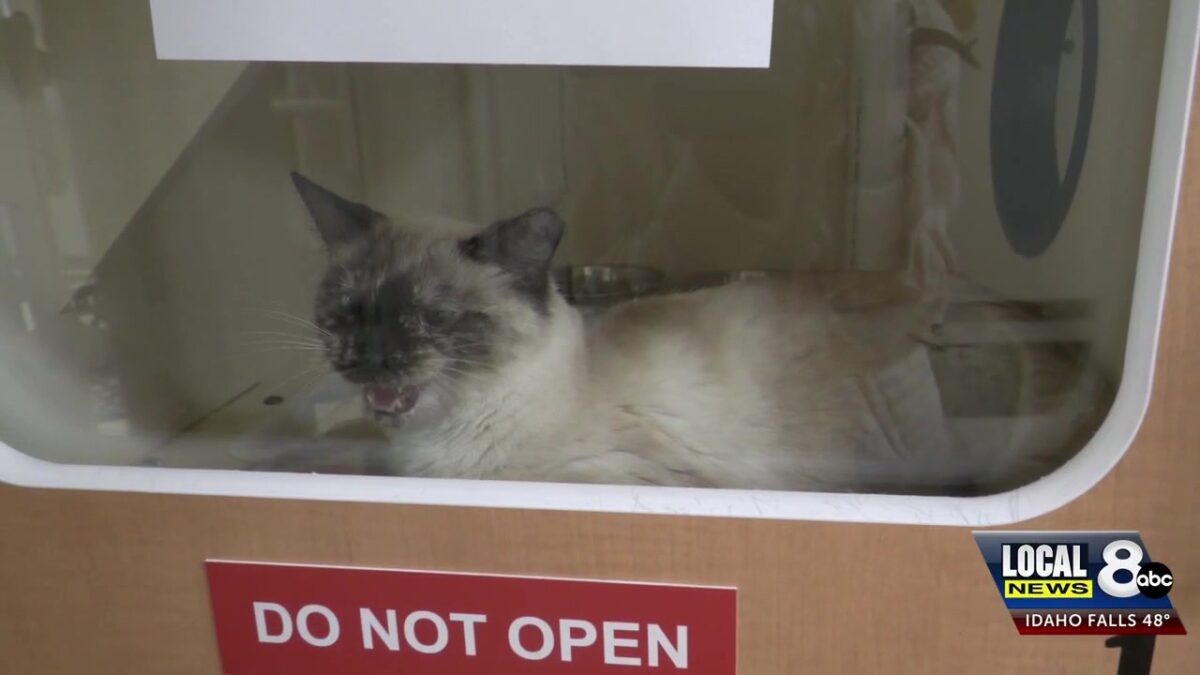 Idaho Falls Shelter: Pet surrenders aren’t just a -post-holiday problem—The need for help is year-round