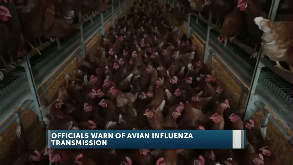 Fall bird migration raises risk of Highly Pathogenic Avian Influenza; local backyard poultry flock euthanized