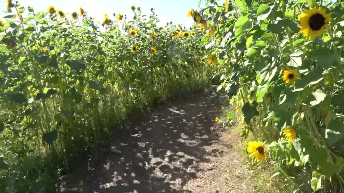 Sunflower Maze Adds a New Twist to the Fall Corn Maze Craze