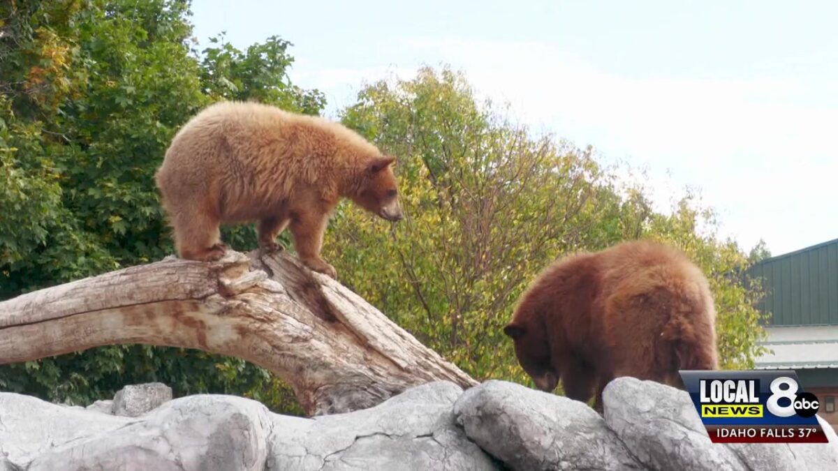 Yellowstone Bear World hosts Hibernation Hoedown before season ends