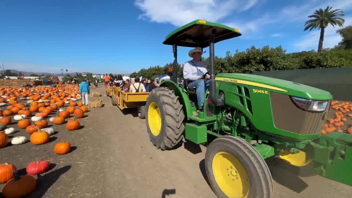 Popular Pumpkin Patch offers hayrides