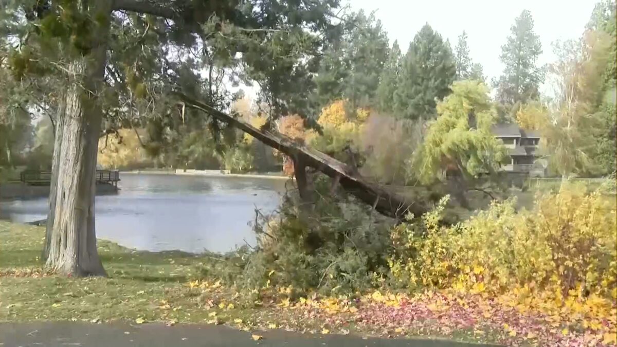 VIDEO: Track power outages and toppled trees throughout Central Oregon