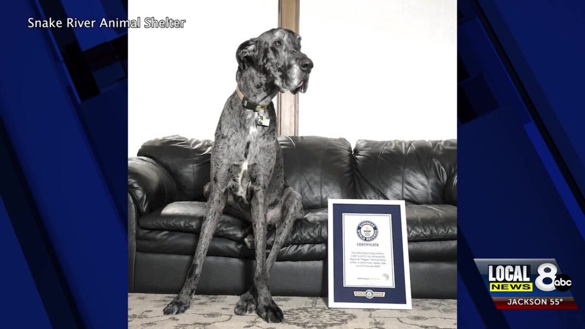 Snake River Animal Shelter to host 10th Anniversary Celebration Saturday