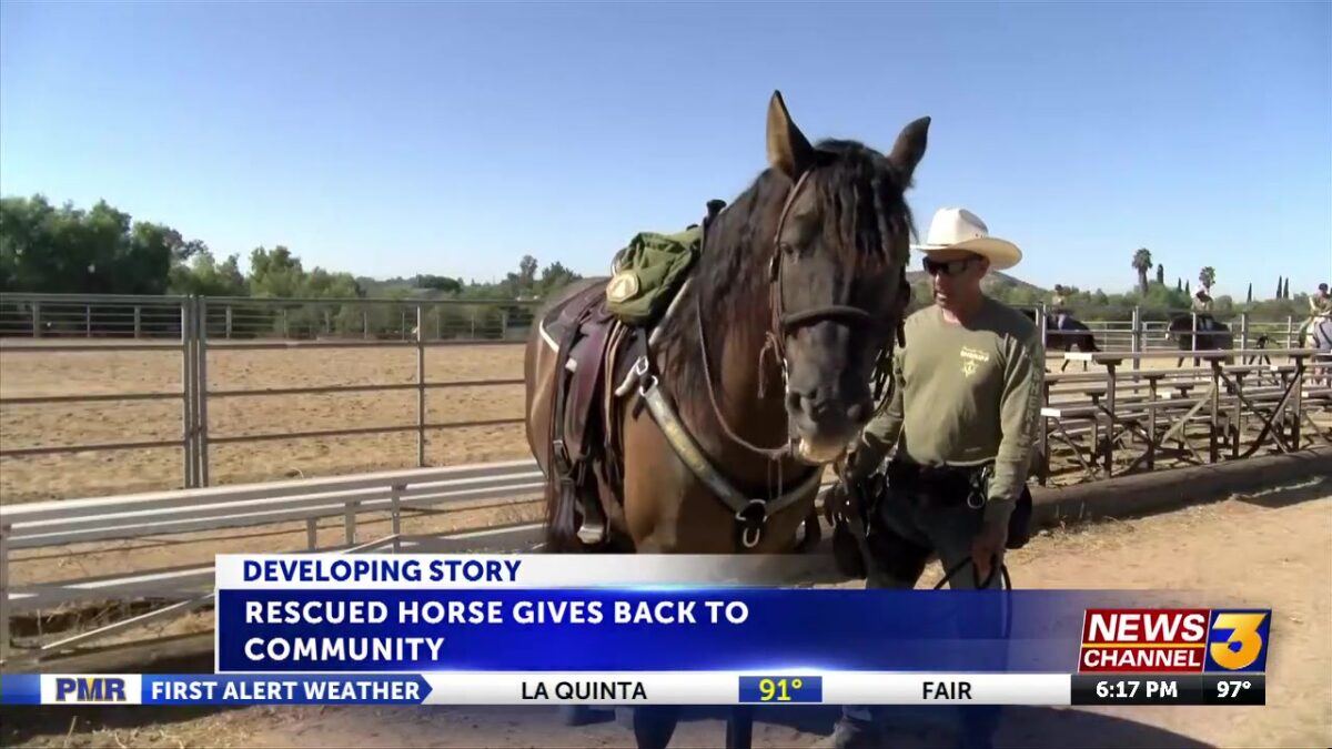 Rescued horse from Cabazon finds new purpose in law enforcement