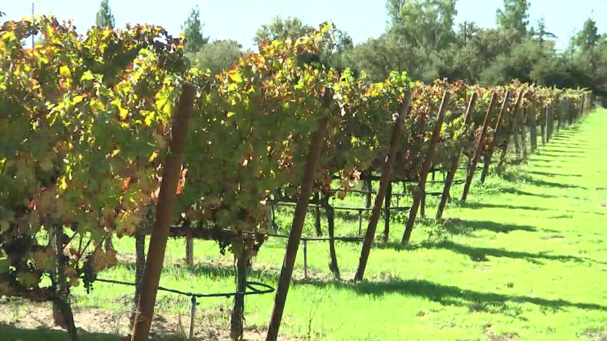 Central Coast Winemakers Stay Optimistic Amidst Slow Wine Market & Late Harvest