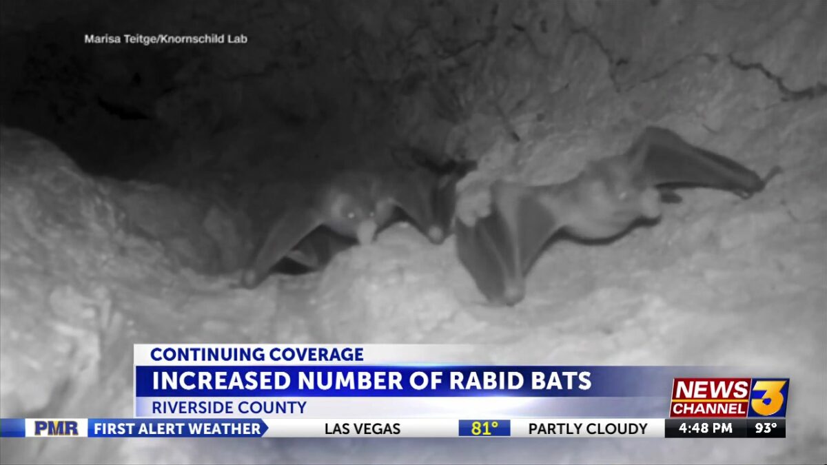 Increase in rabid bats reported in Riverside County; health officials urge precautions