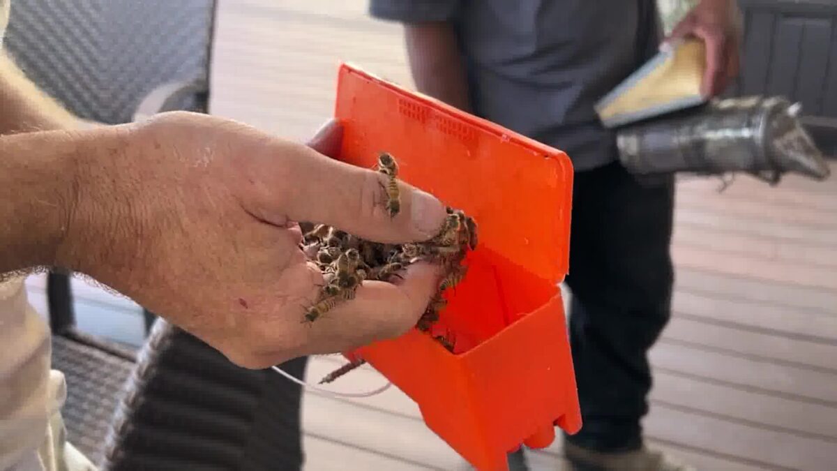 Possible “suicide swarm” brings out the beekeeper