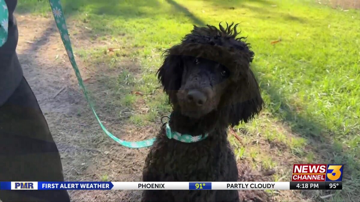 Neighborhood hero gives an area to guide dogs in training