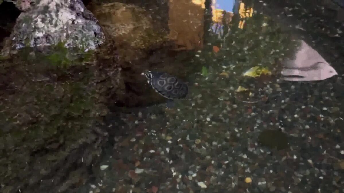 The Case of the Missing Turtle – Hook & Press’ Beloved Pet Returned