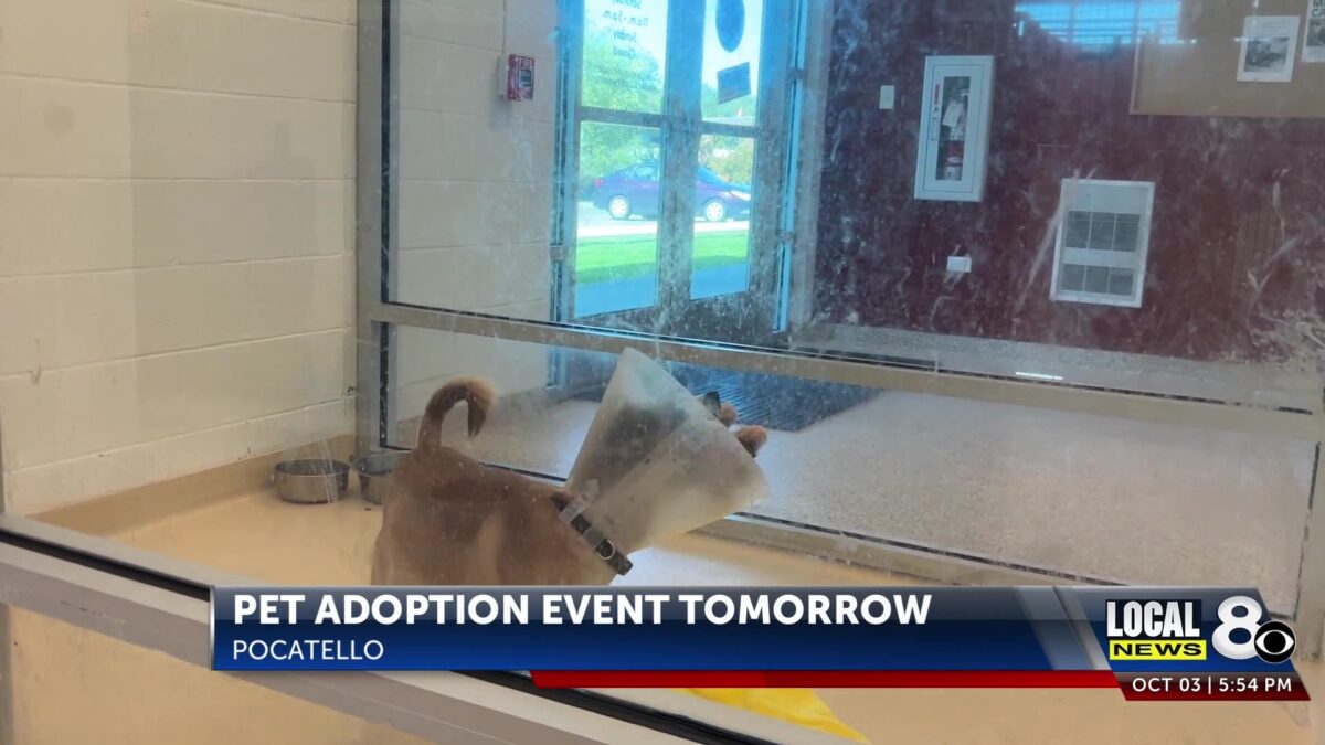Pocatello Animal Shelter and Subaru to host name-your-price adoption event on October 4