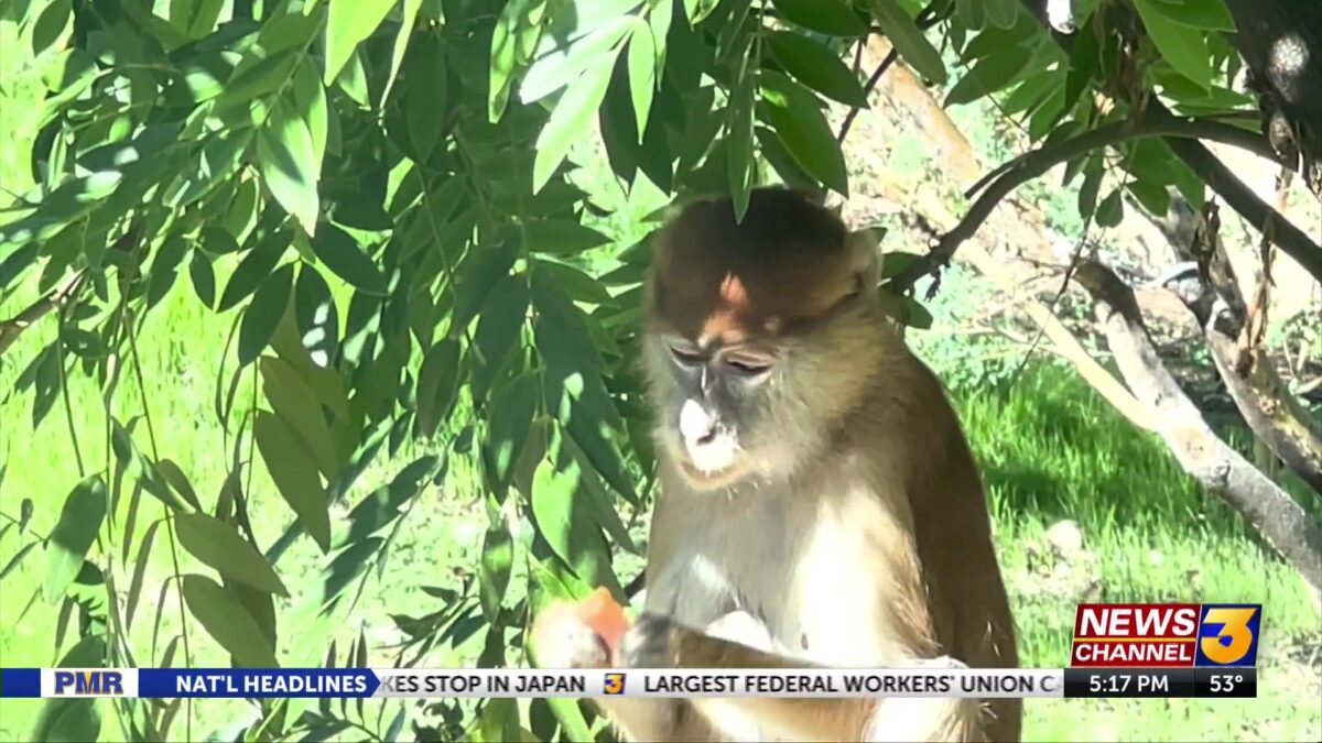 Living Desert welcomes first-ever troop of patas monkeys
