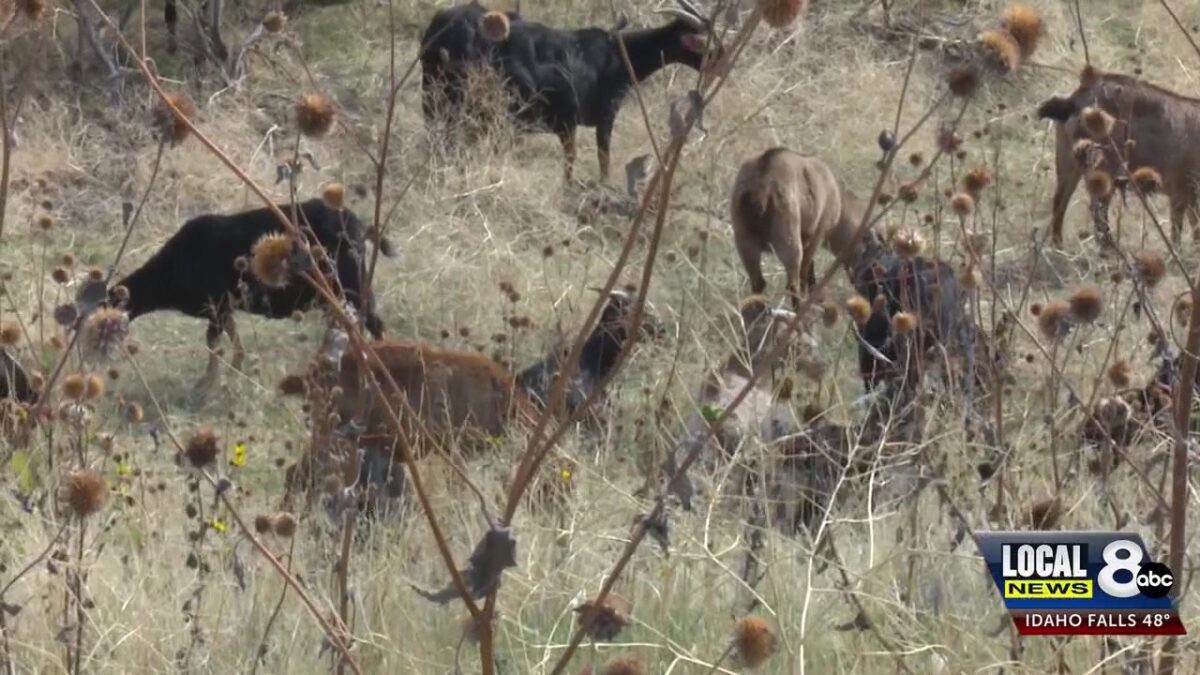 Idaho’s new weed whackers: the ‘Goat’ alternative for dealing with weed control