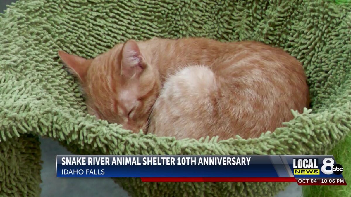 Snake River Animal Shelter celebrates 10th anniversary