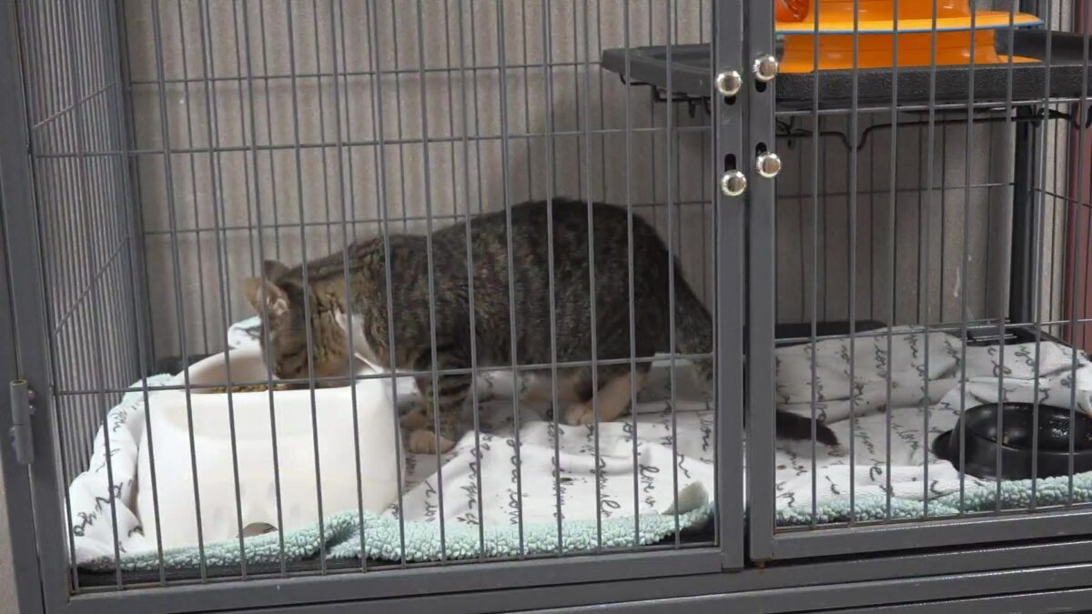 Animal shelter offers advice on how the community can help with overcrowding