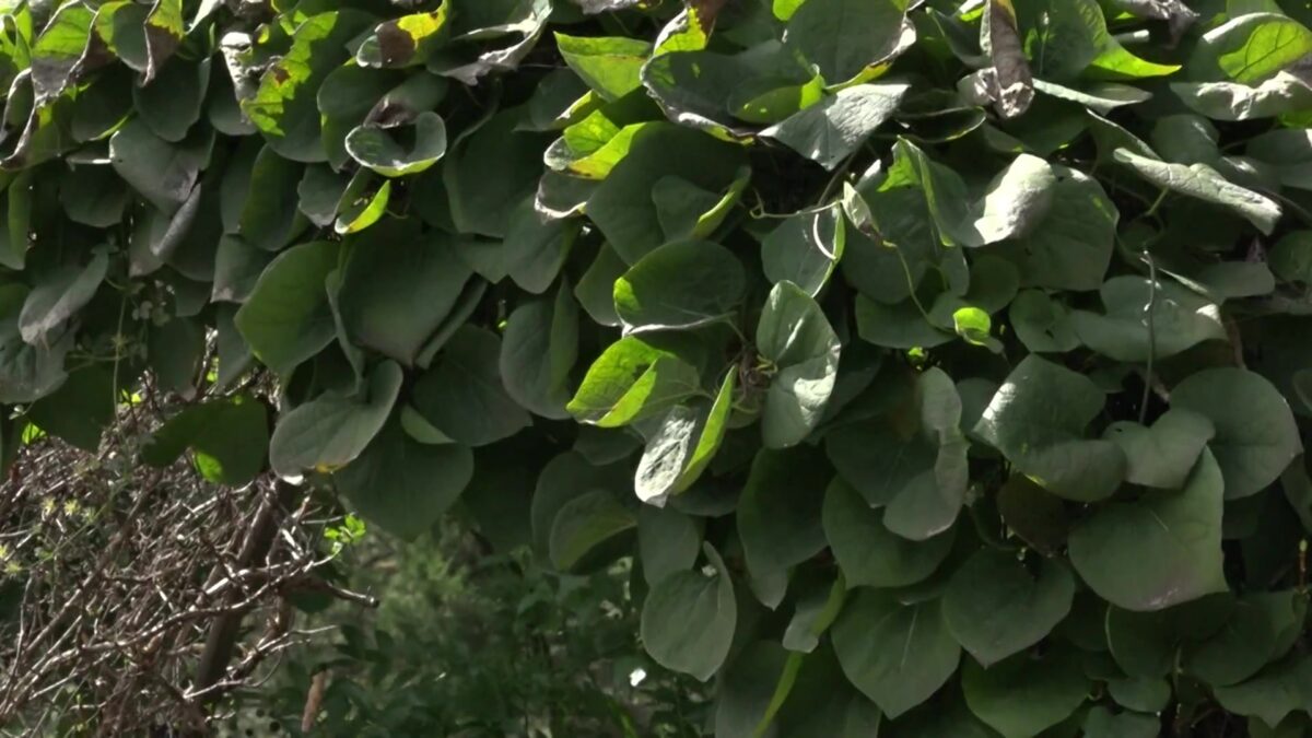 Local gardeners advised to be alert for frost