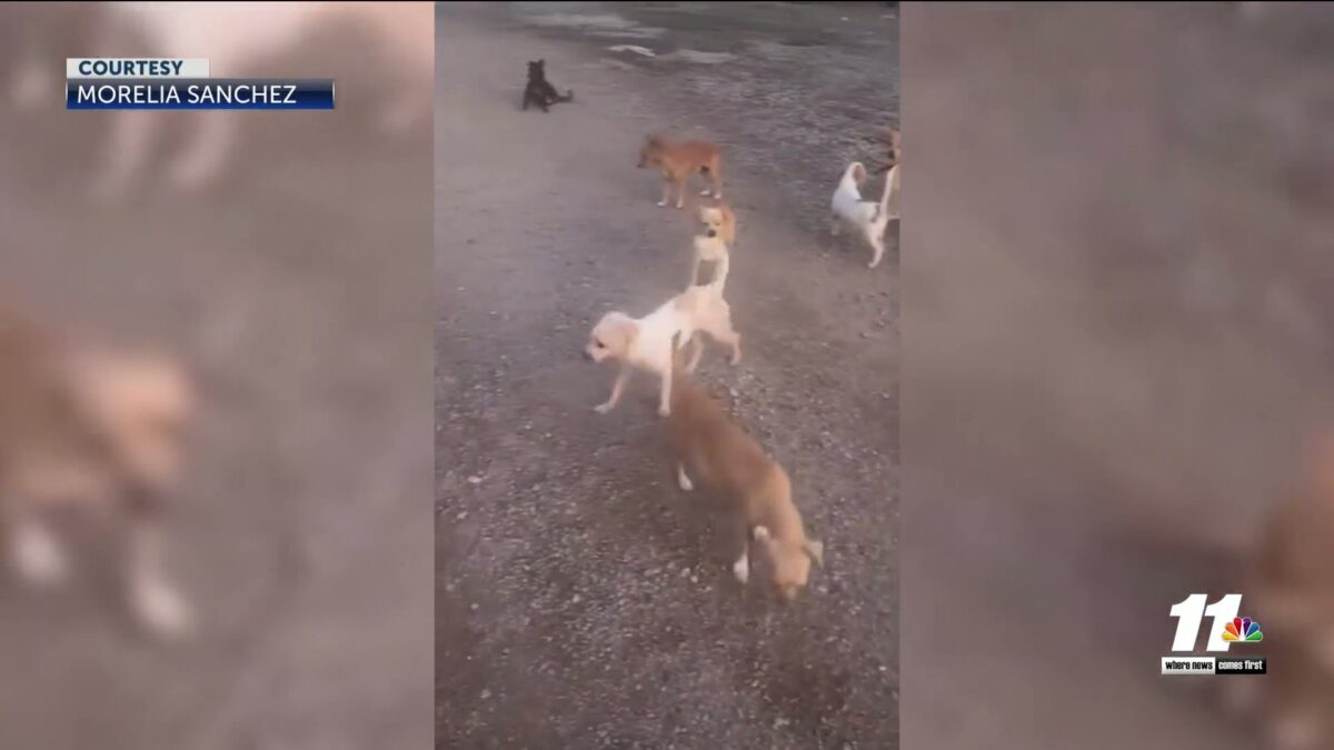 TikTok video alerts Yuma community of dozens of abandoned dogs found in a home