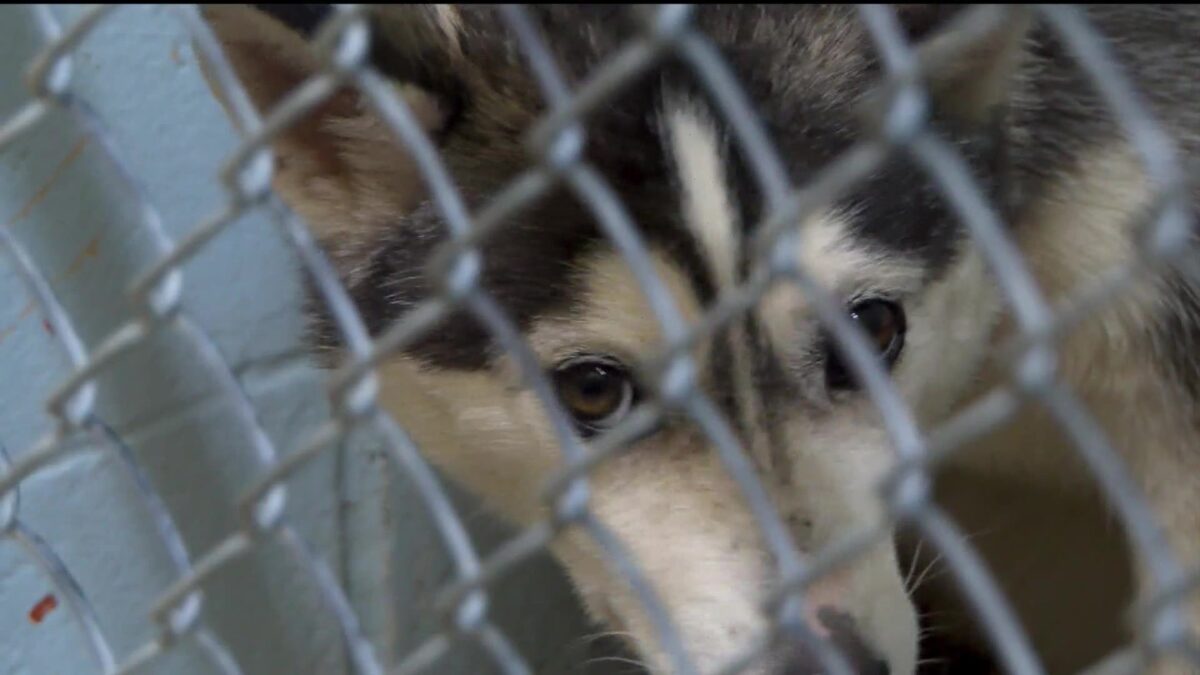 Saint Joseph Symphony launches ‘Meowstro Circle’ and ‘Woof Gang’ monthly giving programs