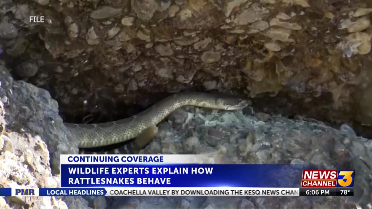 After rattlesnake bite at elementary school