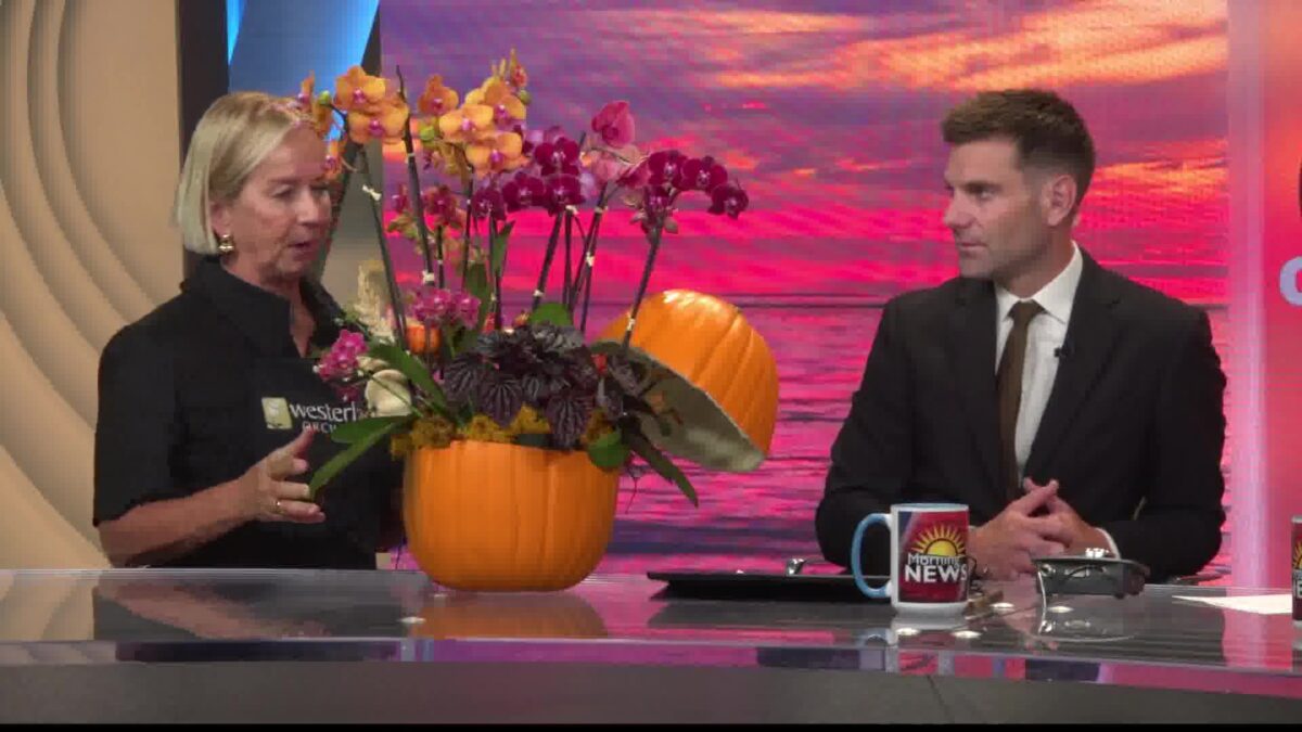 Ways to Spice Up Your Home This Fall Season with Westerlay Orchids