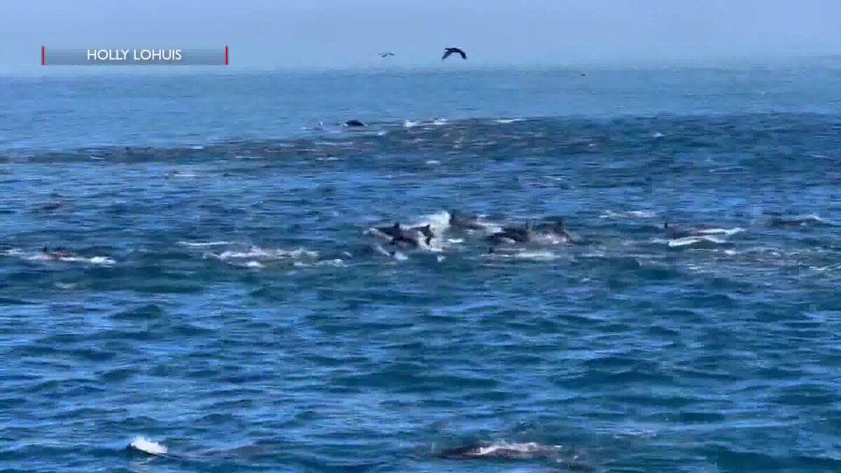 Island Packers Maintains Schedule to Channel Islands despite Government Shutdown