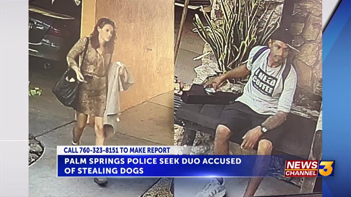 Palm Springs police seek duo accused of stealing dogs