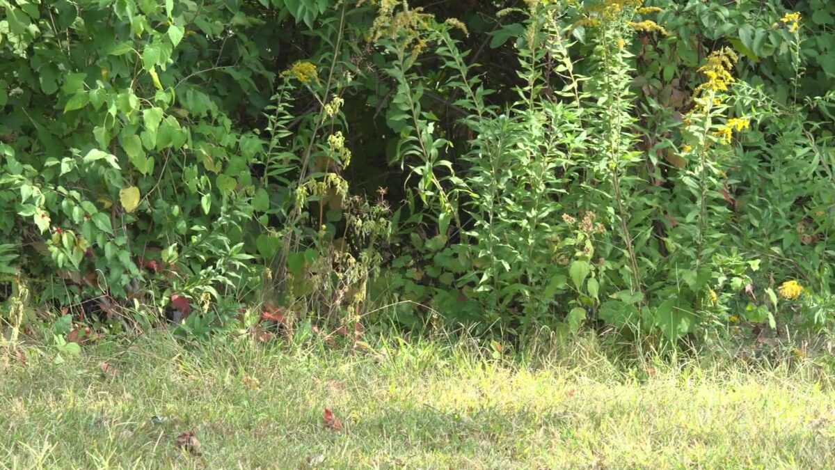Copperhead snakes more active around River Bluff Trails Park