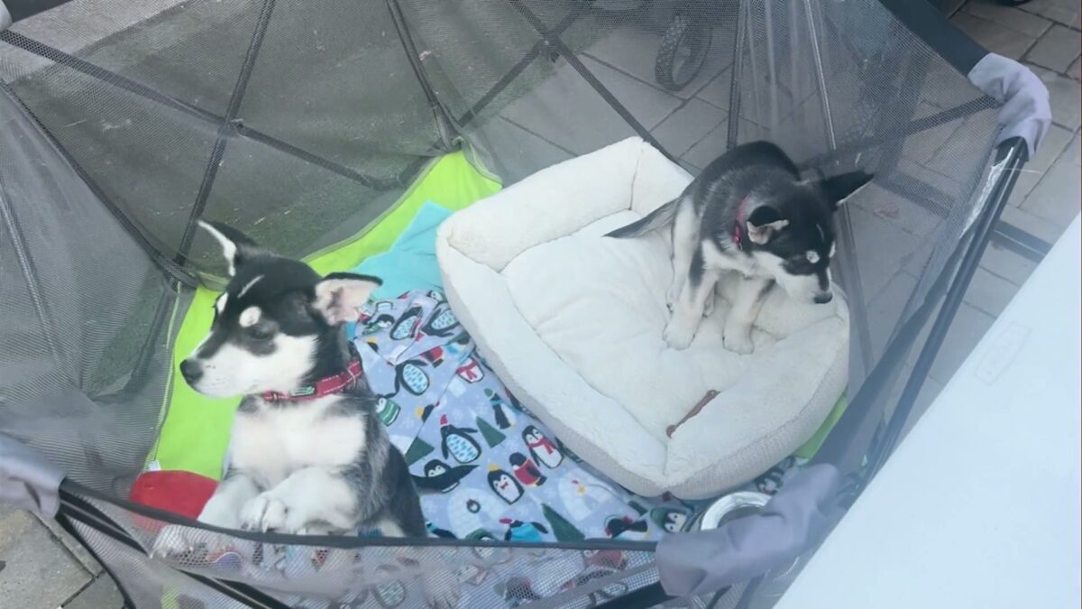 Community tackles rising concerns over animal welfare in Central Oregon