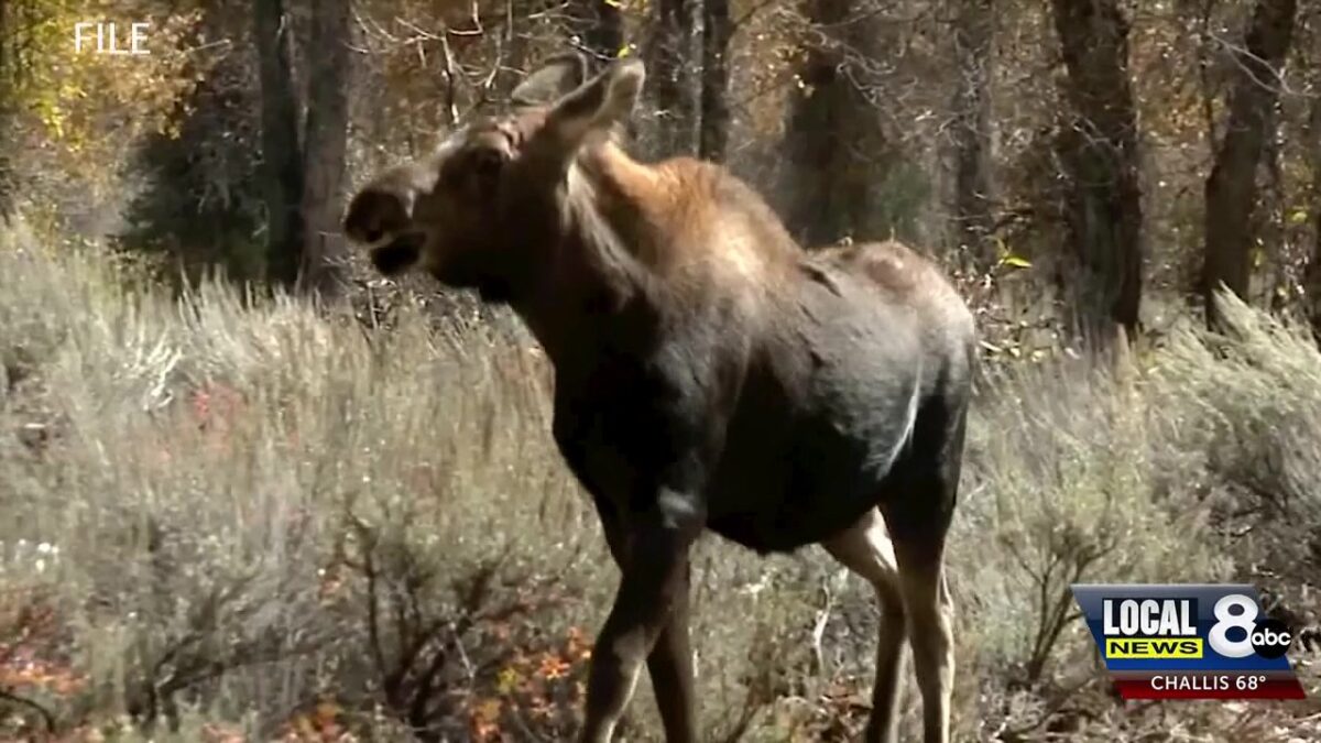 Poaching problems: The challenge of solving poaching cases in the mountain west