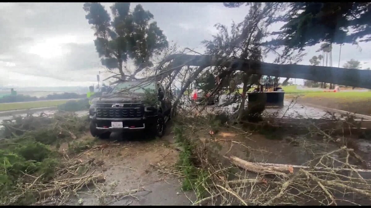 Tree Smashes Moving Truck