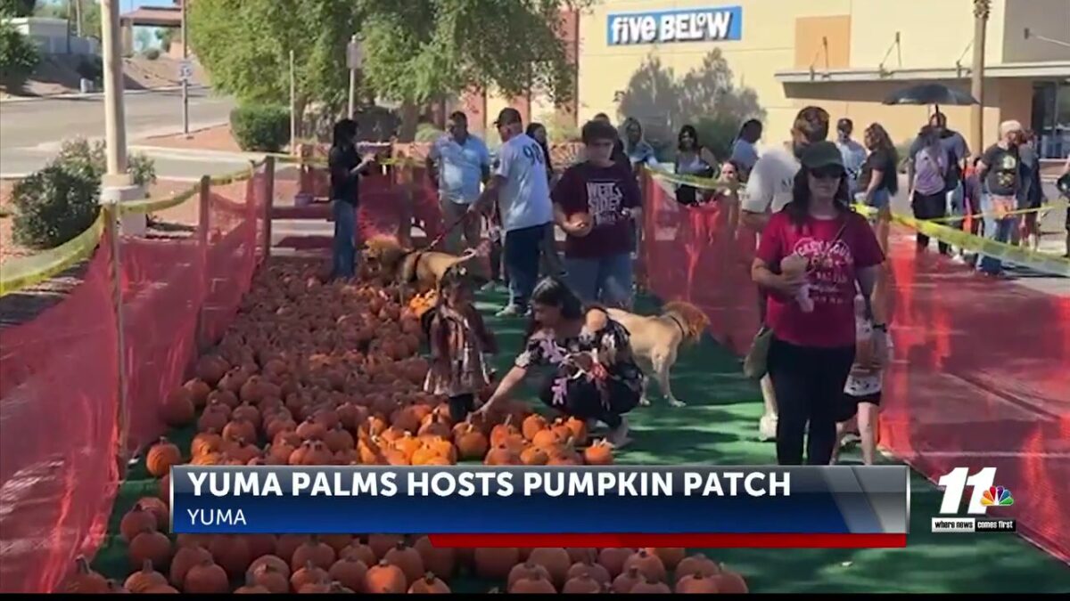 Locals attend free pumpkin patch at Yuma Palms