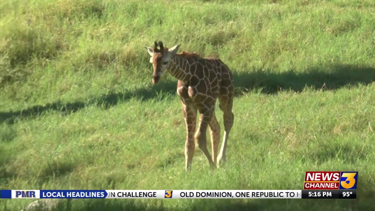 EXCLUSIVE: Living Desert Zoo and Gardens welcomes second baby giraffe