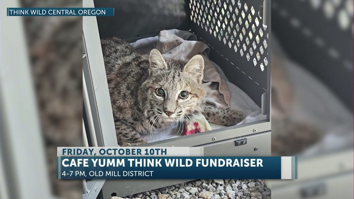 Café Yumm! to hold fundraiser Friday benefitting Think Wild Central Oregon