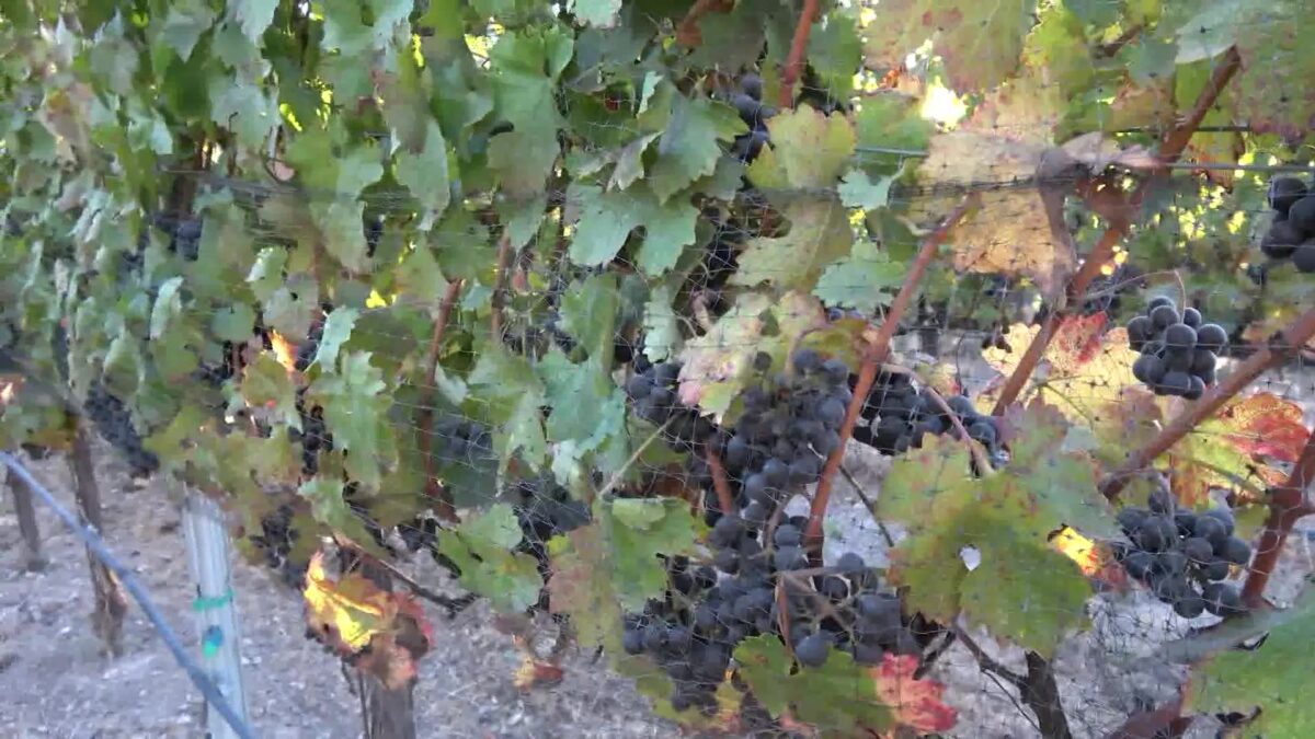 Vintners Blend Education