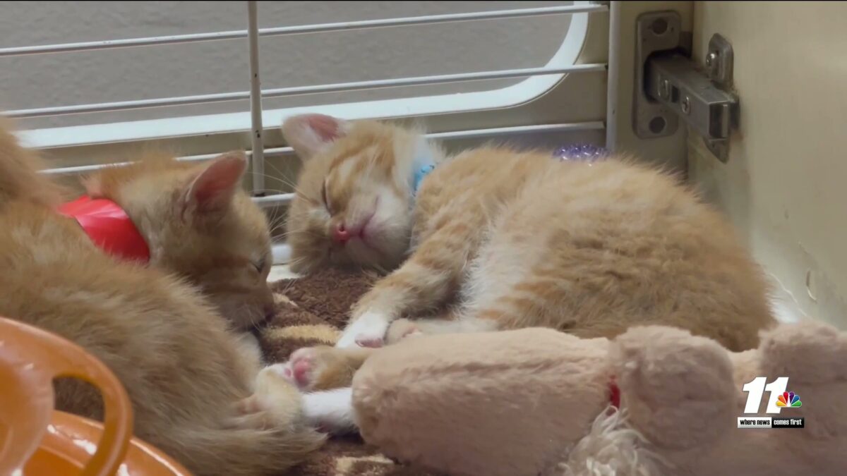 Humane Society of Yuma battles crowding crisis and need your help with their “At Risk List”