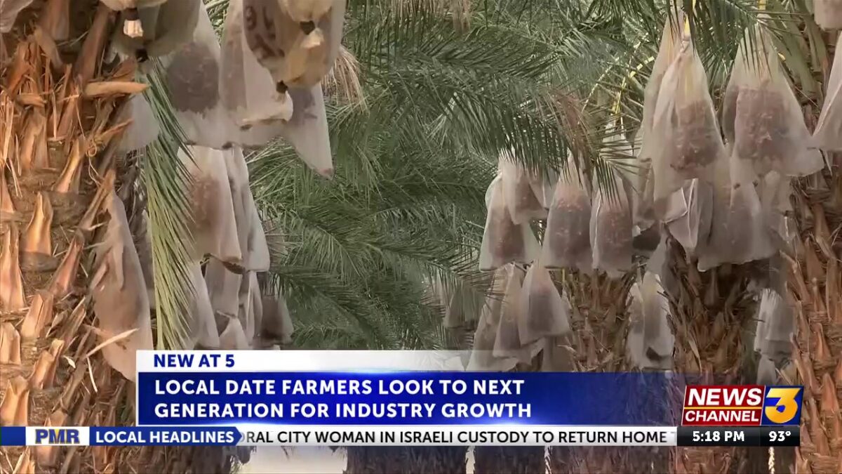 California Date Commission details Coachella Valley harvesting