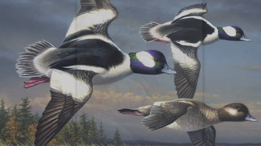 Jim Hautman's duck paintings brought him national recognition.