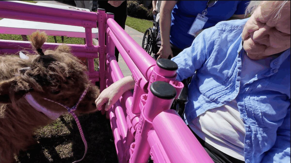 Miniature fluffy cows offer therapeutic benefits for people living with cognitive impairment.