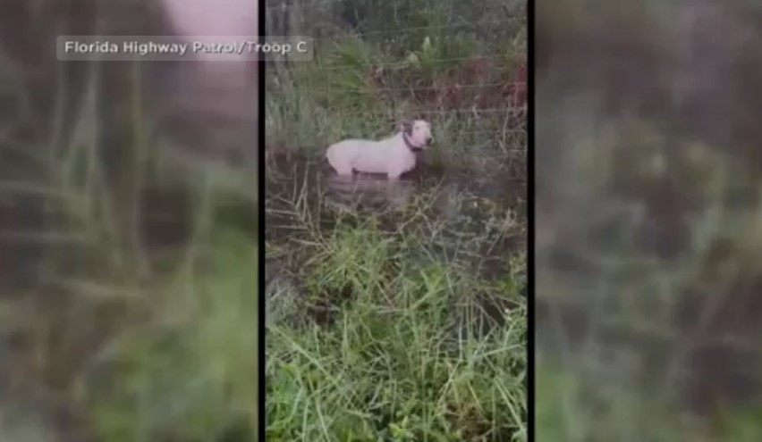 A dog tied to a fence on the side of a Florida highway during Hurricane Milton has now become immortalized.