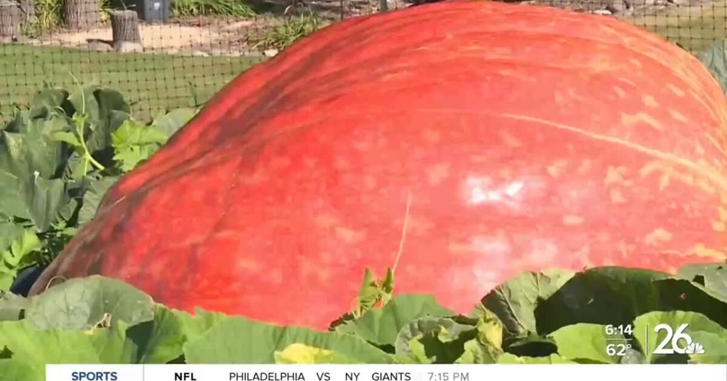 The world record for the heaviest pumpkin is 2