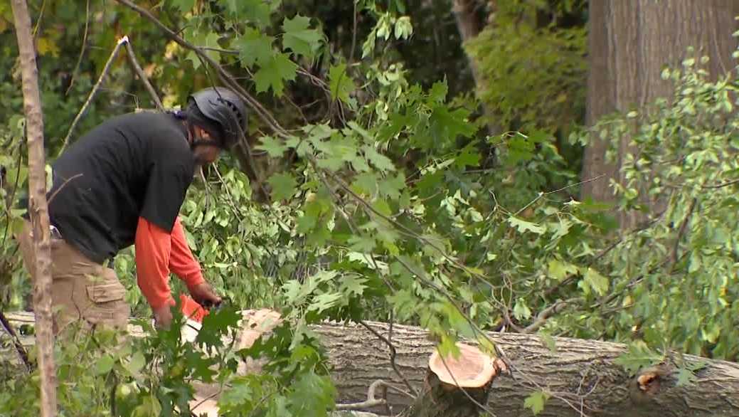 Crews remove trees in Whitnall Park to contain the deadly fungus.
